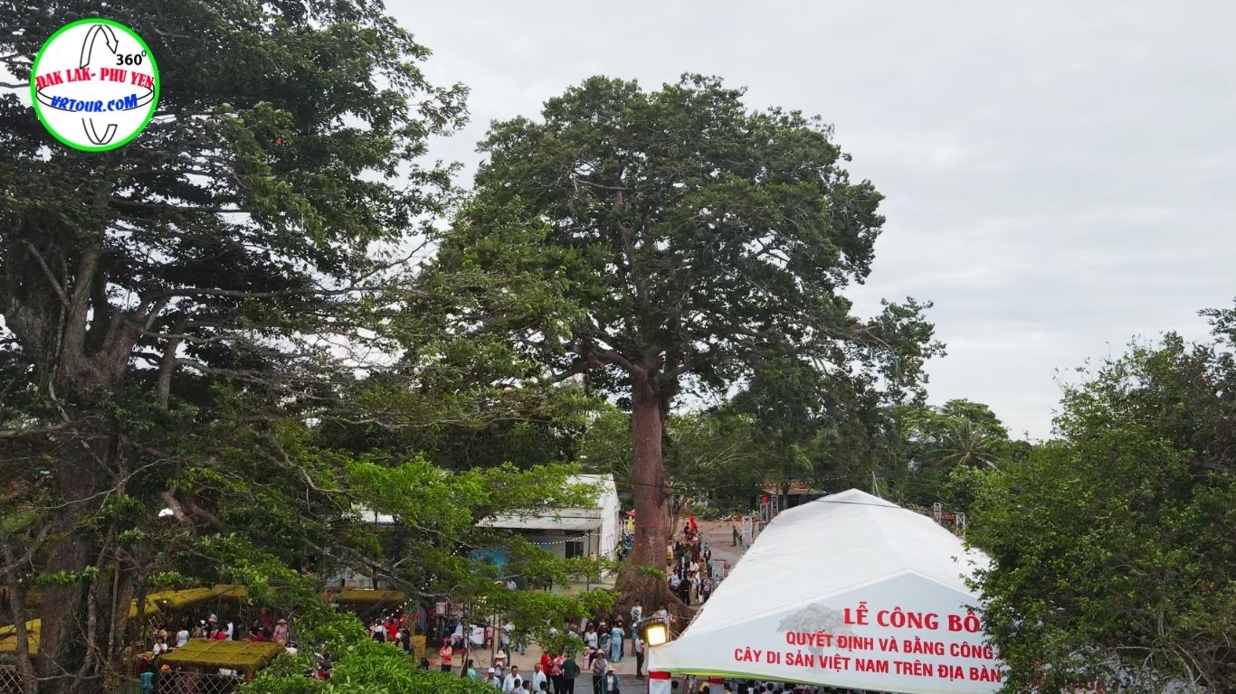 Cây Cộng