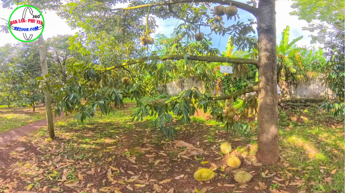 Vườn trải nghiệm sầu riêng Ea Knuếc